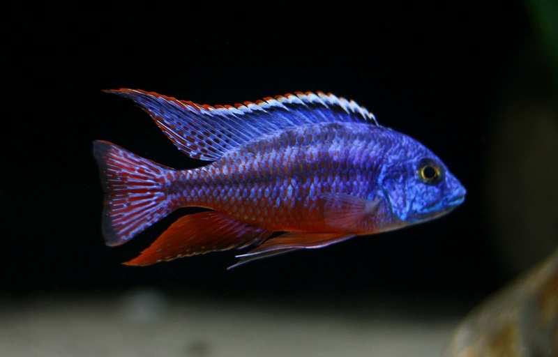 Protomelas taeniolatus 'Namalenje Island'